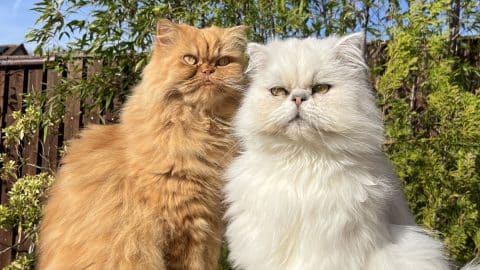 Orange and white Persian cats