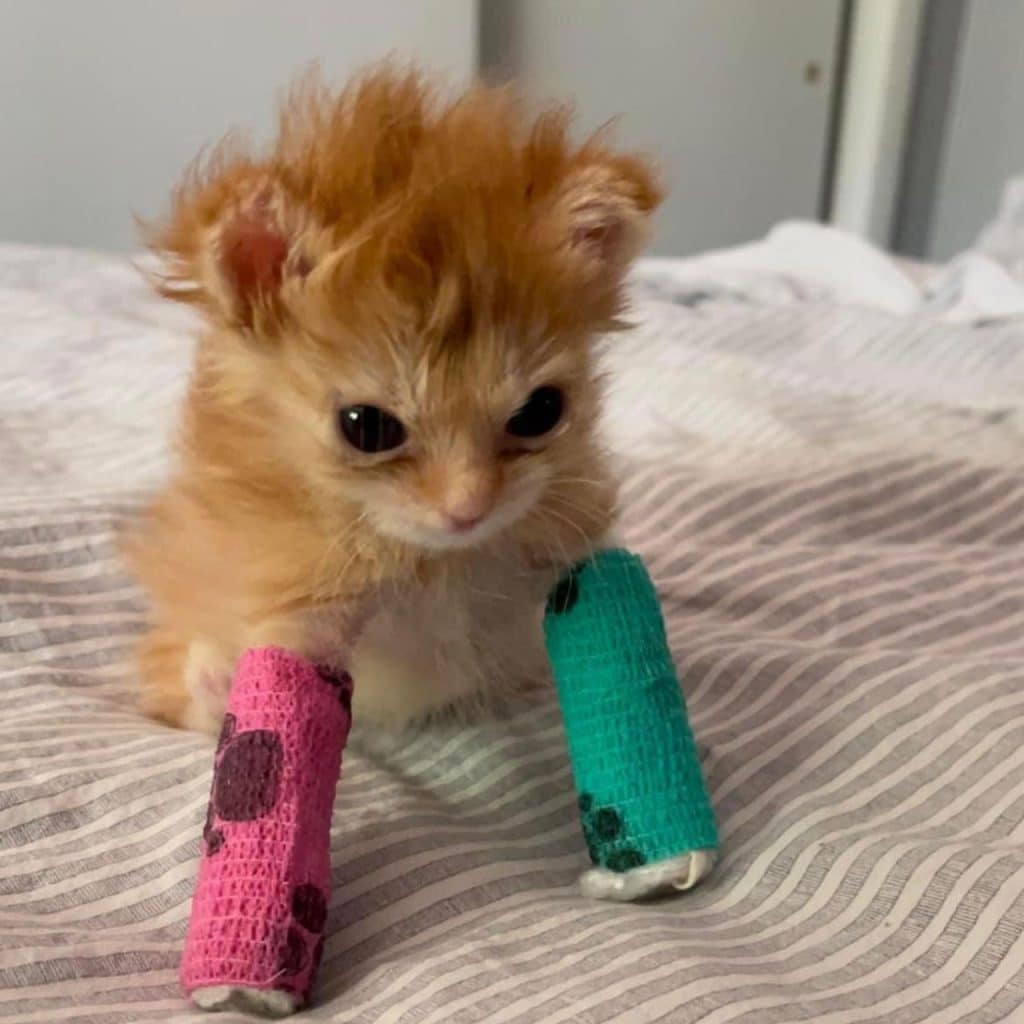 kitten with leg wraps