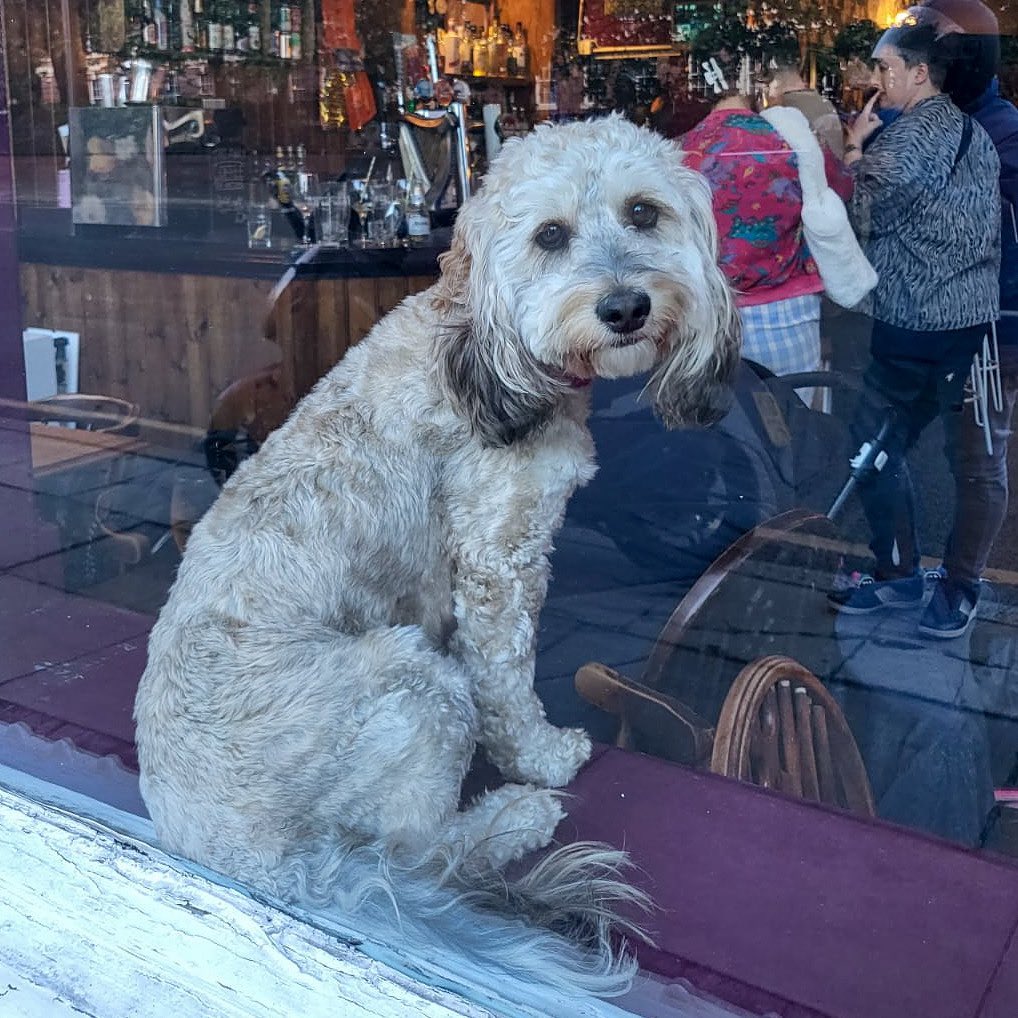 Dog in window of The Caledonia 