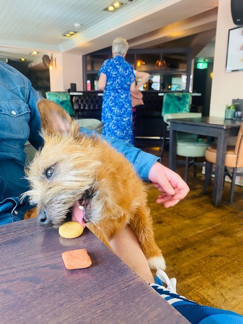 Dog enjoying snacks at The Corner House pub
