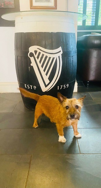 Dog in front of a barrel at the Cross Inn