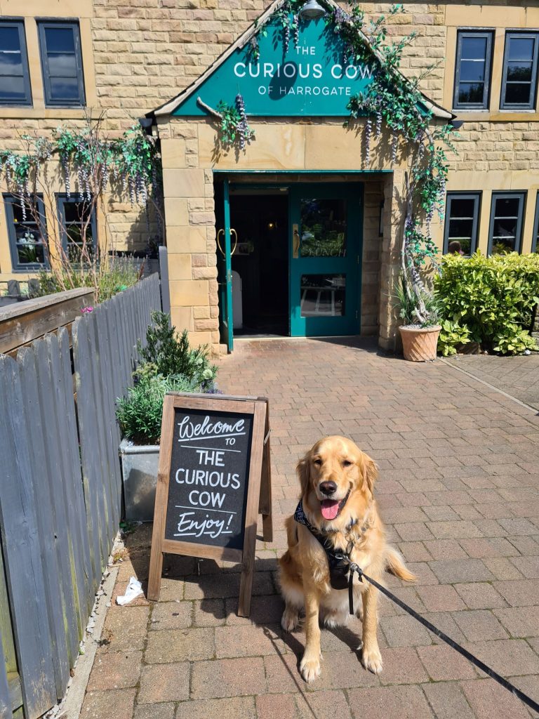 Dog outside The Curious Cow pub
