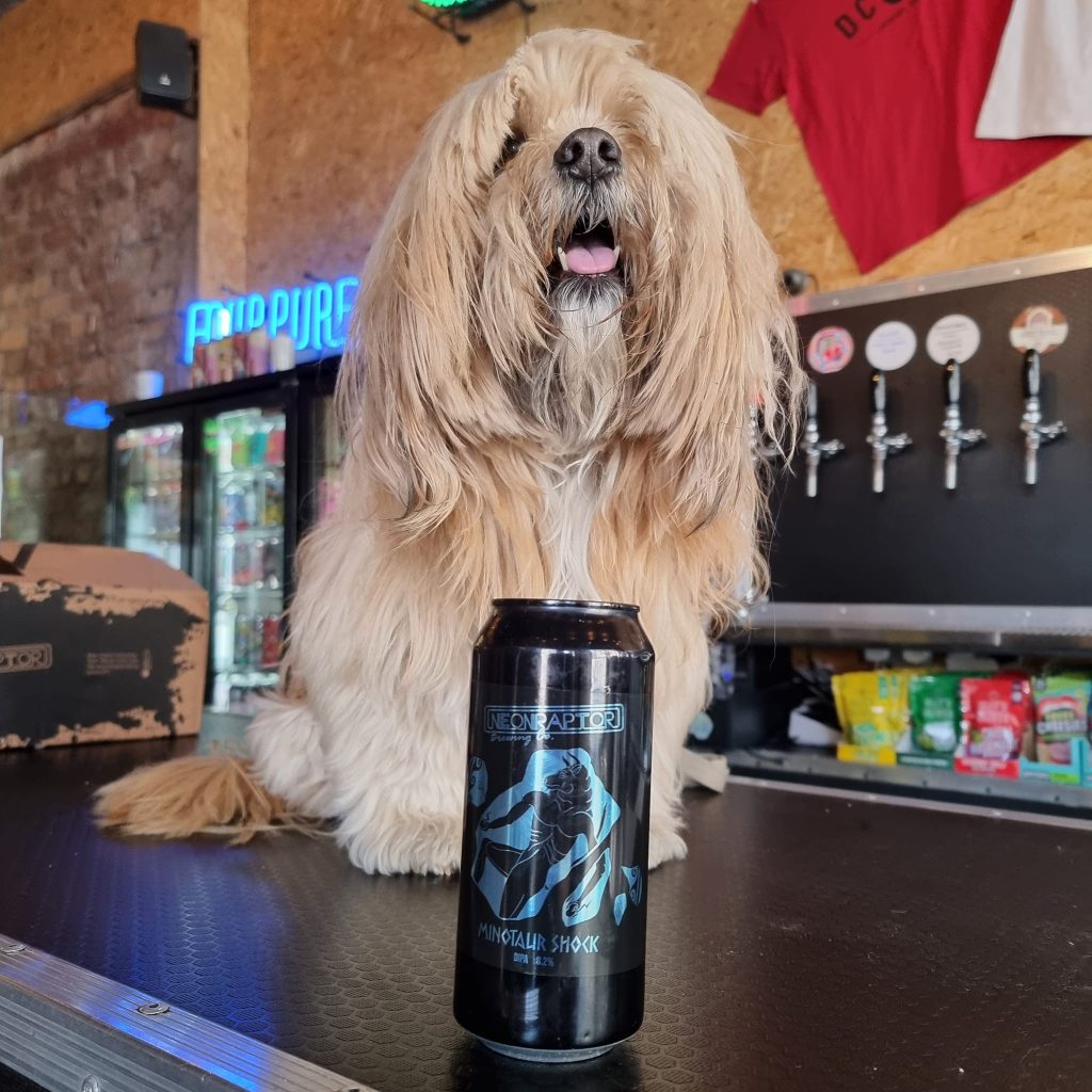 Dolly the dog on the bar at The Dead Crafty Beer Company