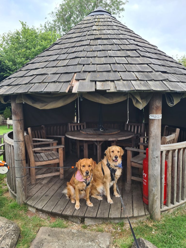Two retrievers in a gazebo with a pub picnic table inside