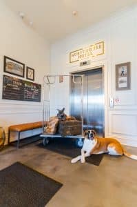 Two dogs posed in front of an elevator at The Guesthouse in Chicago 