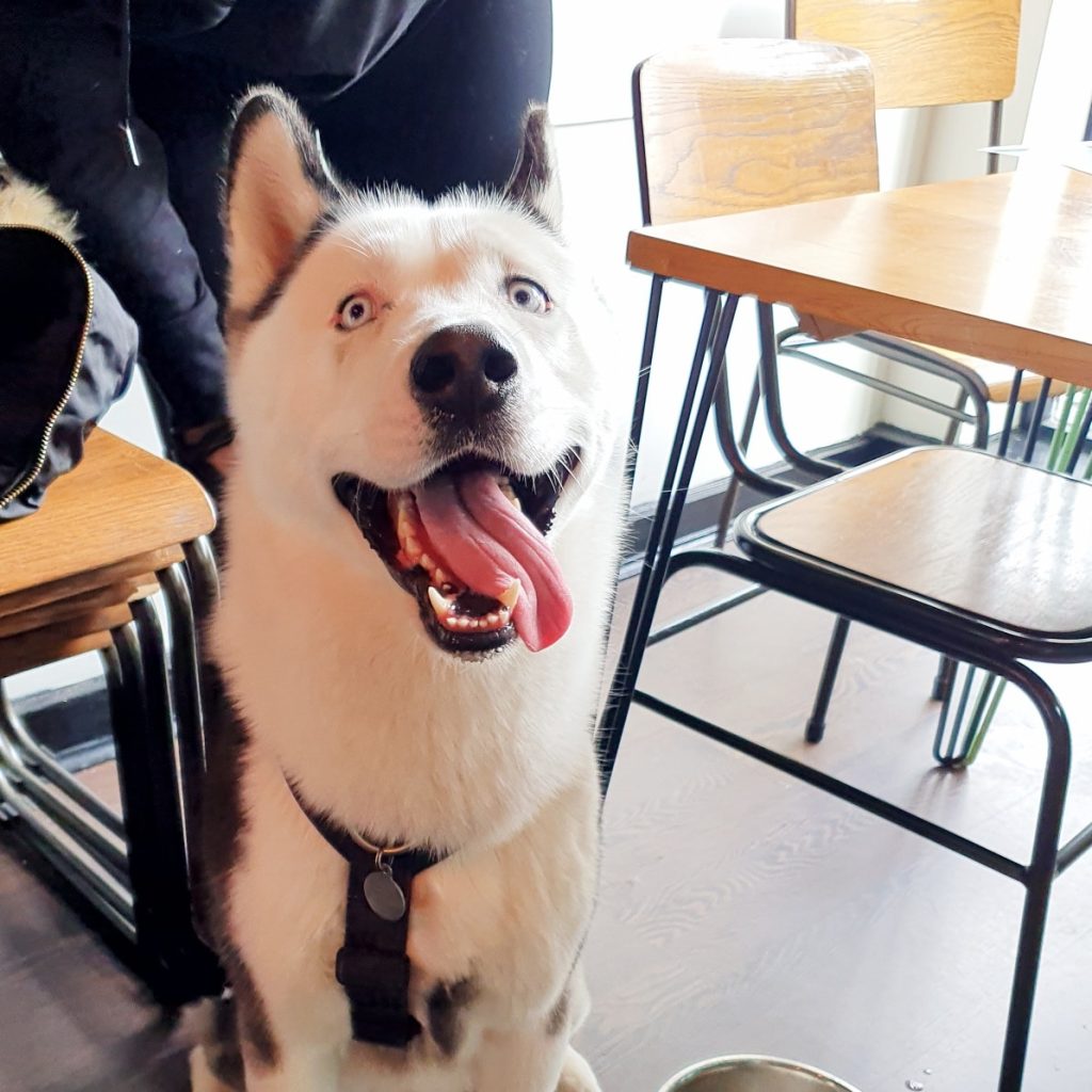 Husky in The Interesting Eating Company