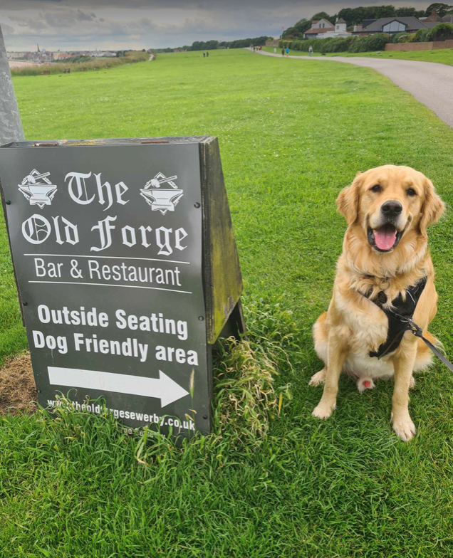 Labrador next to The Old Forge Sign