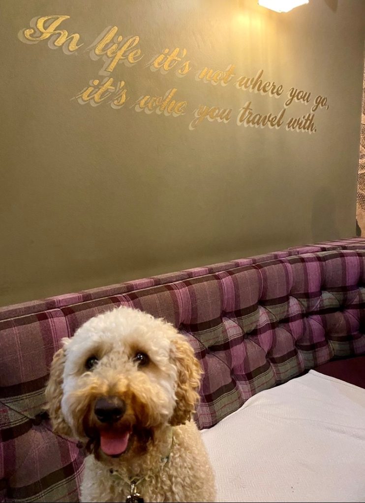A dog on a sofa in a pub