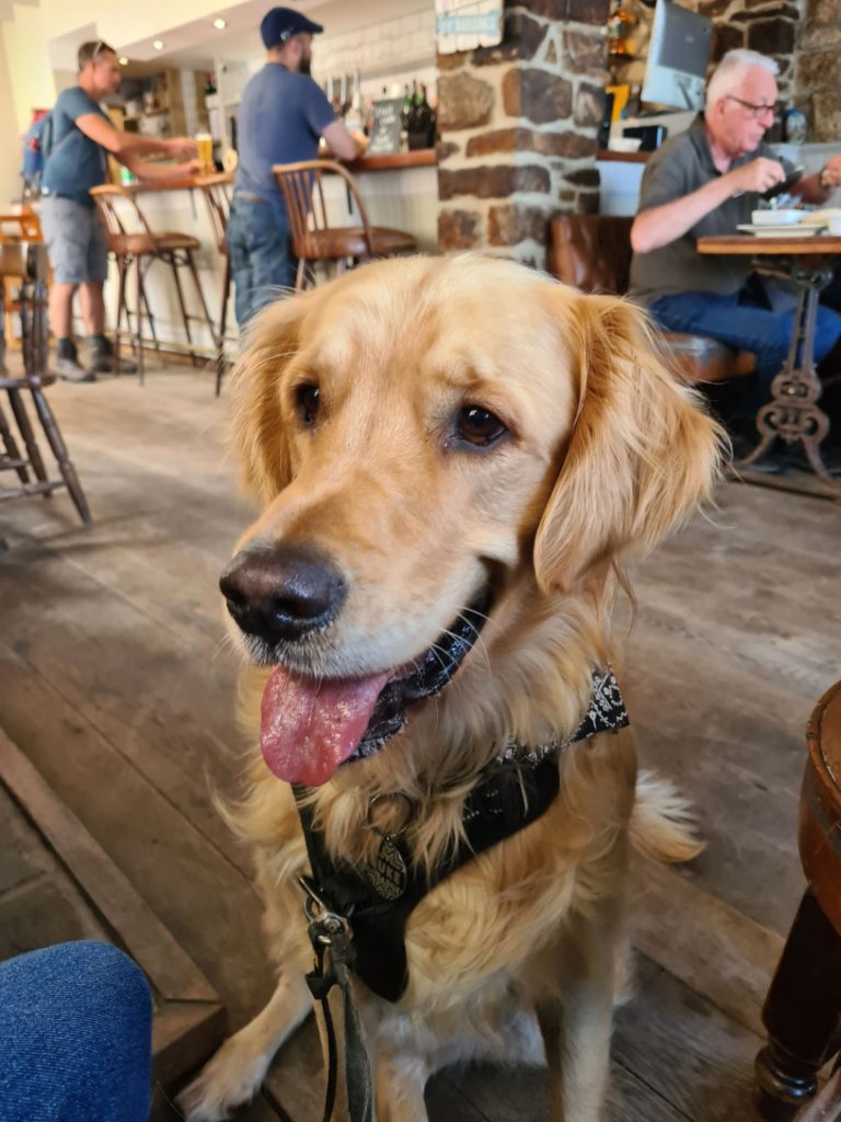 Retriever in the pub