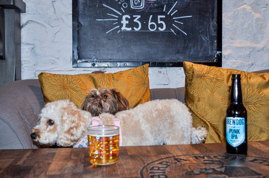Two dogs on a pub sofa behind some drinks