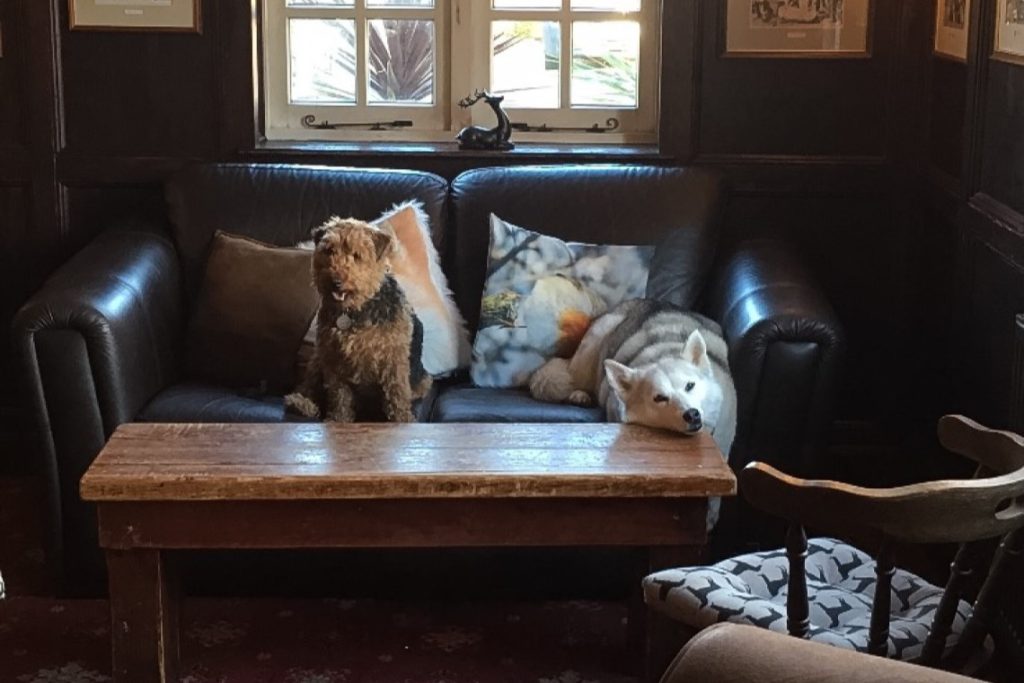 Dogs lying on sofa in pub
