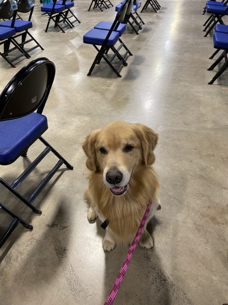 Theo, a 5-year-old Golden Retriever, is a registered therapy dog