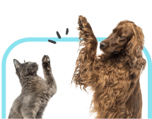 A dog and cat high fiving