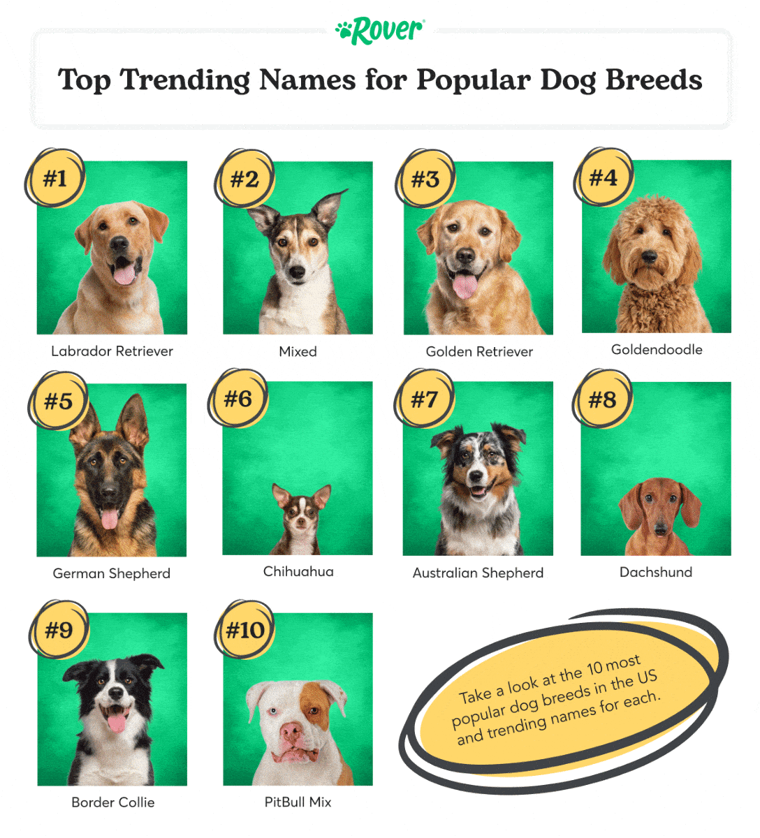 Top Trending Names for Popular Dog Breeds