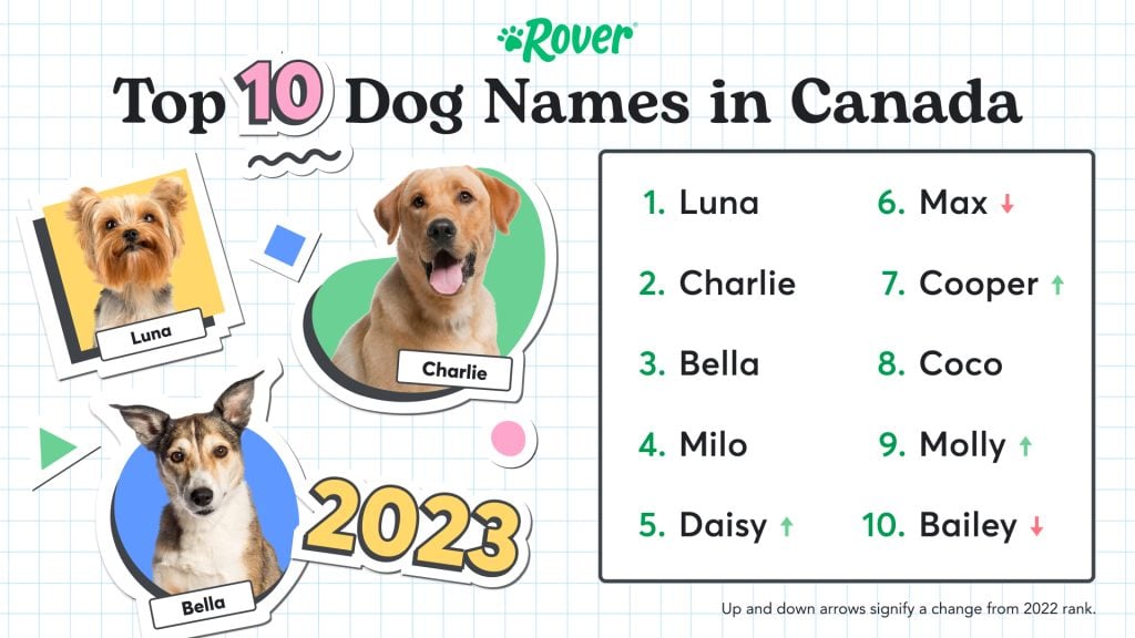 Graphic listing the Most Popular Dog Names in Canada. Yorkshire named Luna, Labrador named Charlie, and dog named Bella.