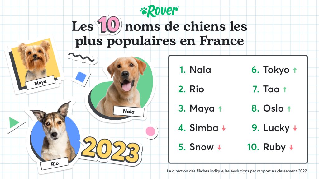 Nom de chien les plus populaires en France avec un Yorkshire nommée Maya, un Labrador nommée Nala et un chien nommée Rio. 