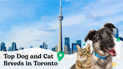 Most popular dog and cat breeds in Toronto