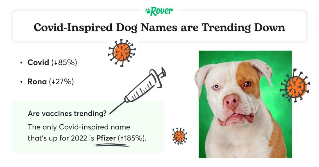 Black text stating: "Covid-Inspired Dog Names are Trending Down." Featuring a Pitbull on a green background with Covid illustrations.