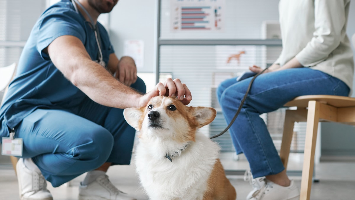 Pet Insurance and Vet Visits 2024