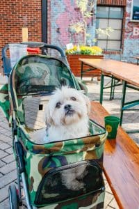 A small dog sits in a stroller on the patio at Von Elrod's