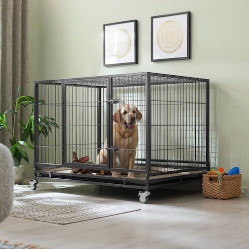 A large dog sitting in a room in a large black wire crate