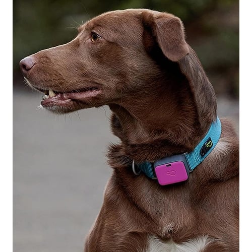 Dog Wearing Whistle GPS device