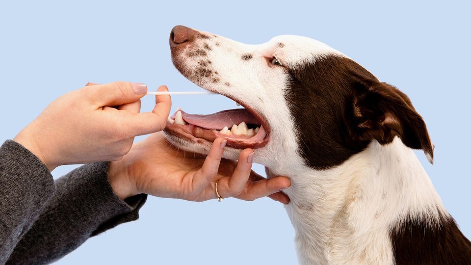 A hand swabs a happy dog's mouth