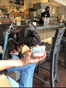 A small black dog licks from a container of Scoop Dog ice cream for dogs, served at Wishbone restaurant
