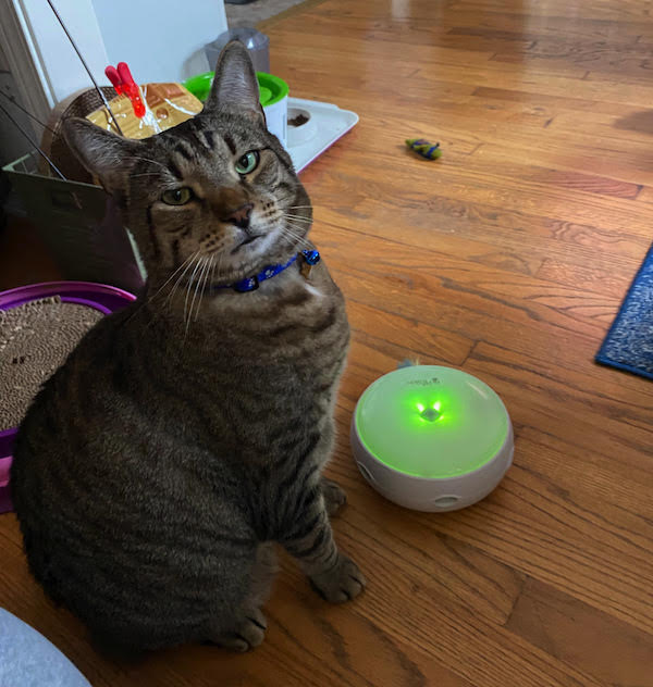 Cat looks at camera while Ambush Toy lights up on floor