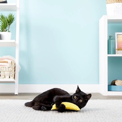 A black cat sitting on a carpet playing with a banana catnip toy.