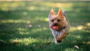 Yorkie puppy running in grass fields playing fetch with his owner