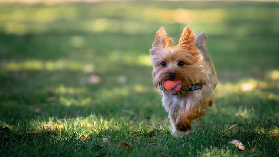 Yorkie puppy running in grass fields playing fetch with his owner