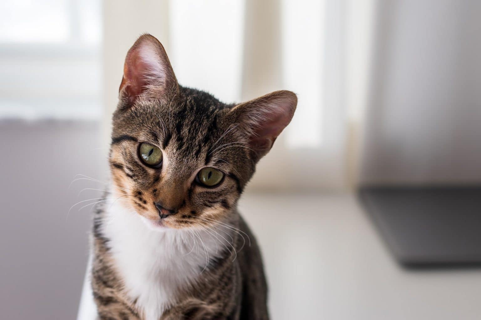 Combien de temps un chat peutil rester seul?