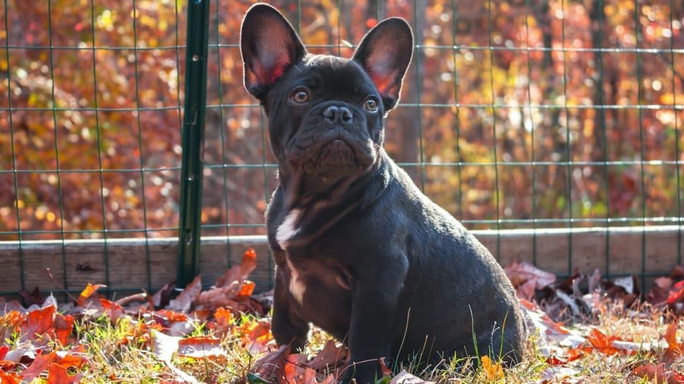 French Bulldog sitting in autumn leaves in front of fence