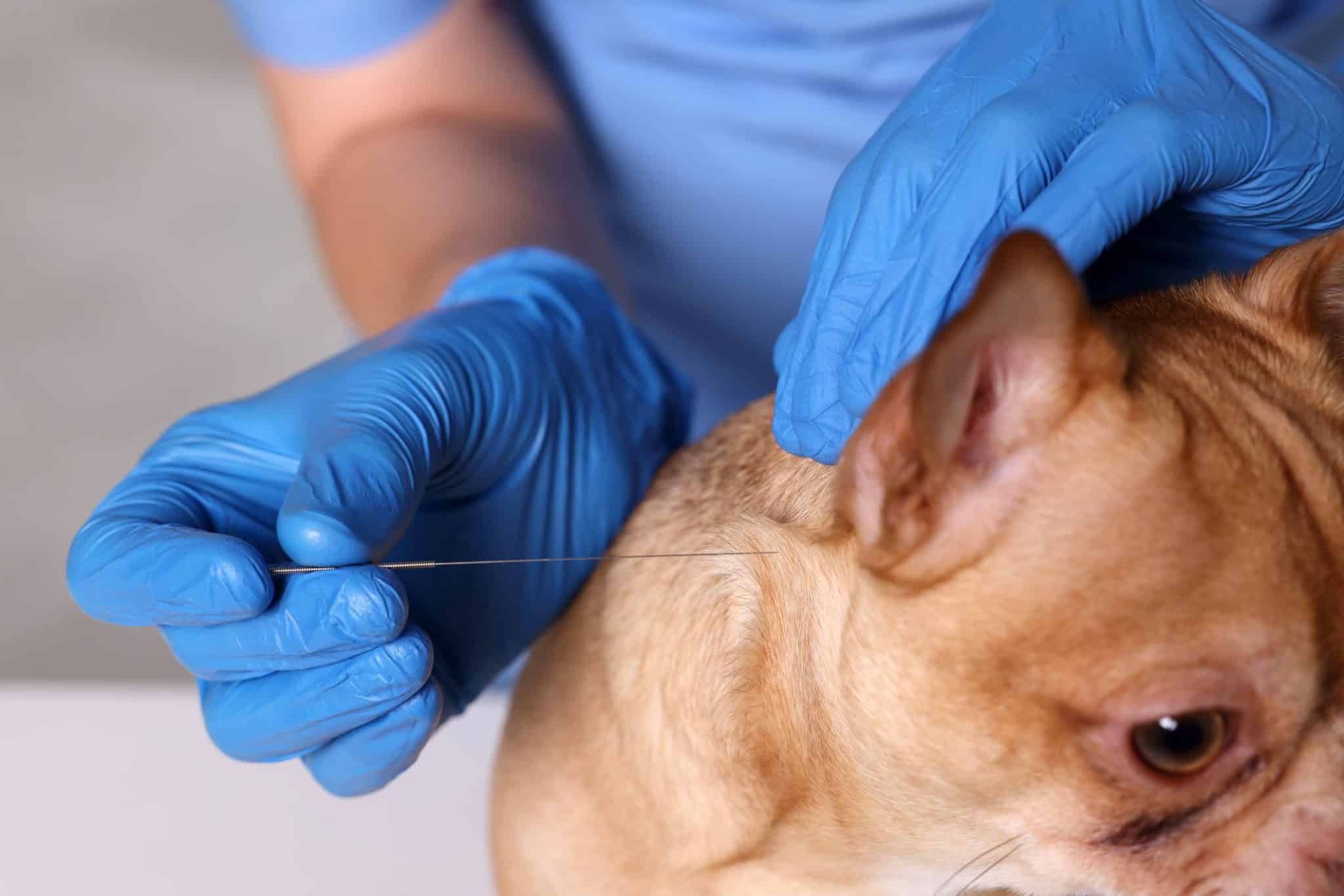 Acupuncture for Dogs Here’s What You Need To Know