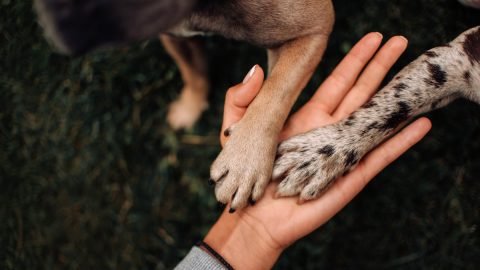 two dog paws in owners hand, top view