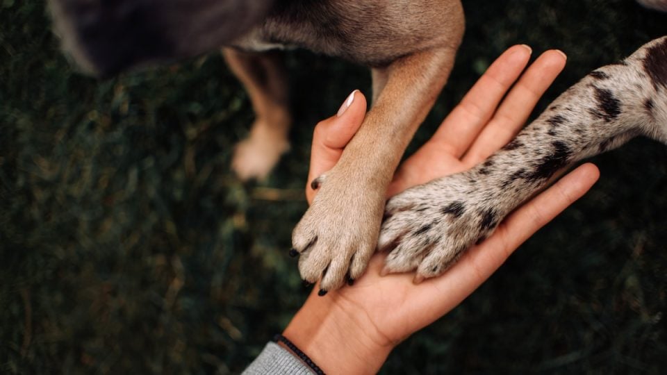 two dog paws in owners hand, top view