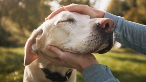 Man stroking his old dog. Loyal labrador retriever enjoying autumn sunny say with his owner.