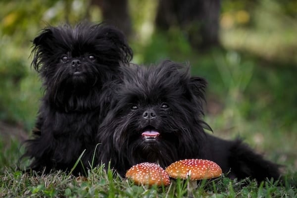 Two Affenpinschers sitting in the forest with mushrooms
