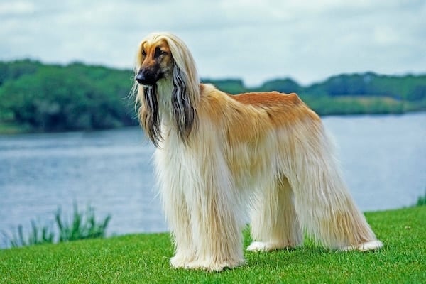 Afghan Hound standing near lake