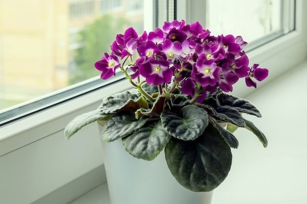 African Violets in pot on windowsill