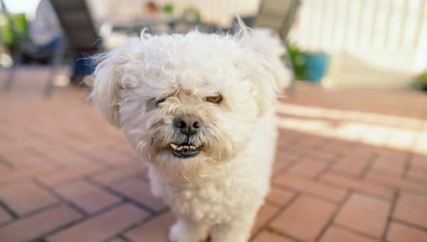 Little white dog acting aggressive