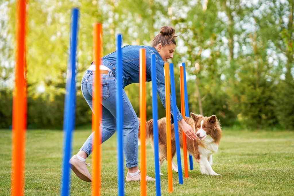 Pet parent working on agility training with their dog.