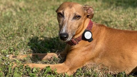Italian Greyhound sits in grass wearing AirTag