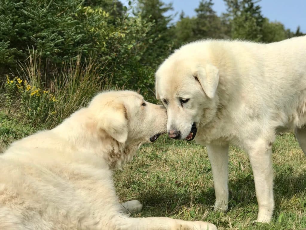 Two Akbash dogs greeting each other in field
