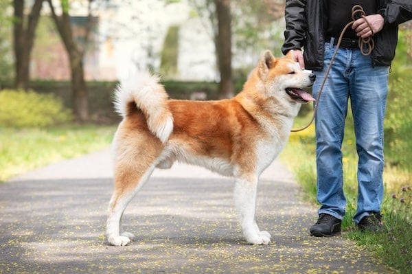 Horizontal portrait of an Akita Inu in the park on a summer sunny day