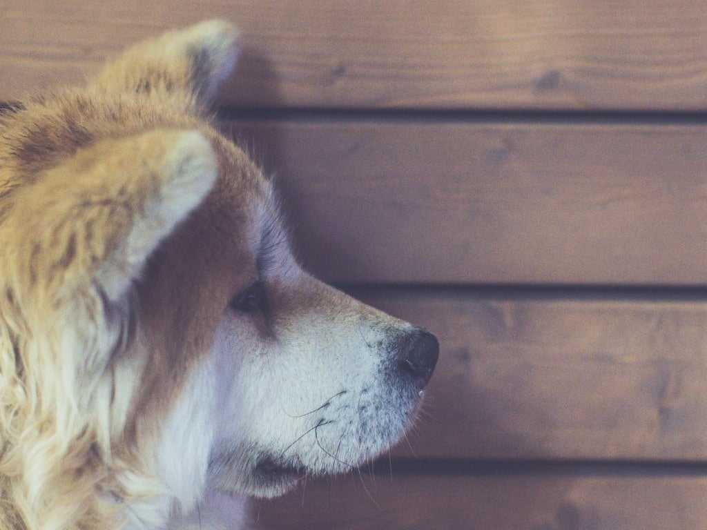 Akita dog leans his face close to a wooden wall