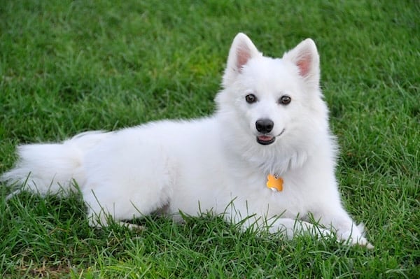 American Eskimo Dog resting on grass