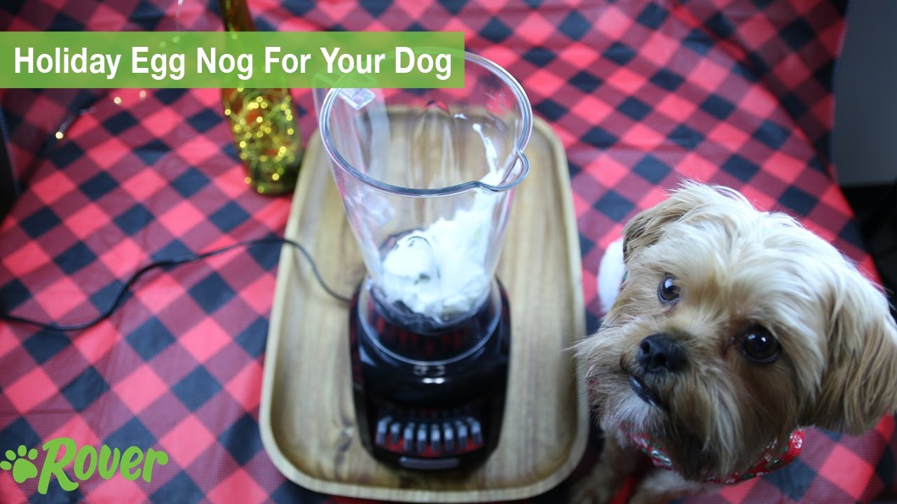 How to Make 5Minute Holiday Eggnog for Your Dog [Video]