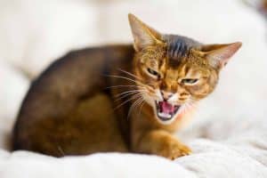 Abyssinian cat growling and hissing